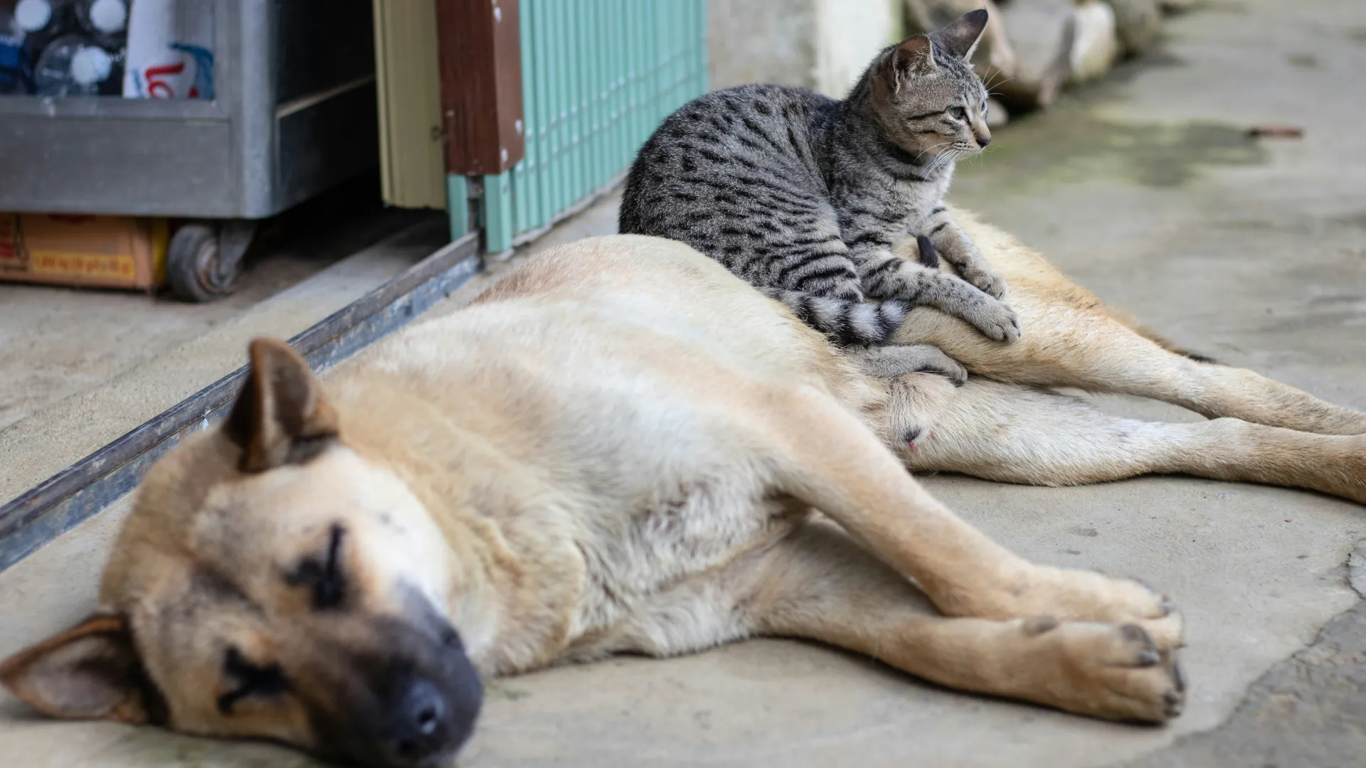 Katze sitzt auf einem liegenden Hund